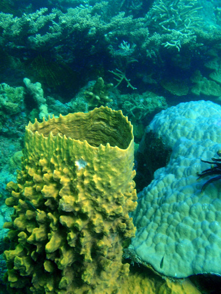 Barrel sponge, Coron Bay