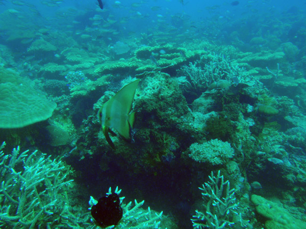 Orbicular batfish (Platax orbicularis) Philippines