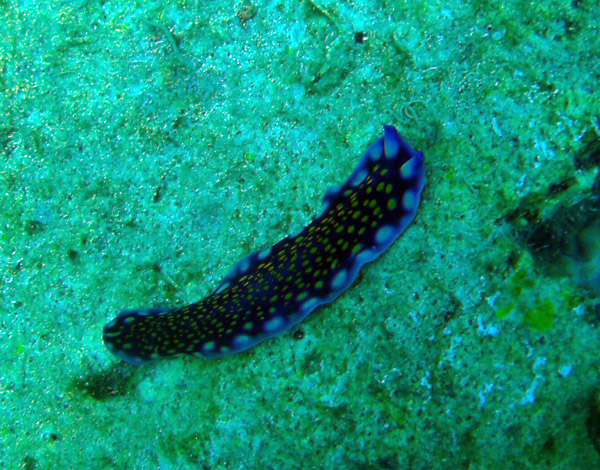 The 4th nudibranch/sea slug/flatworm species on this one dive