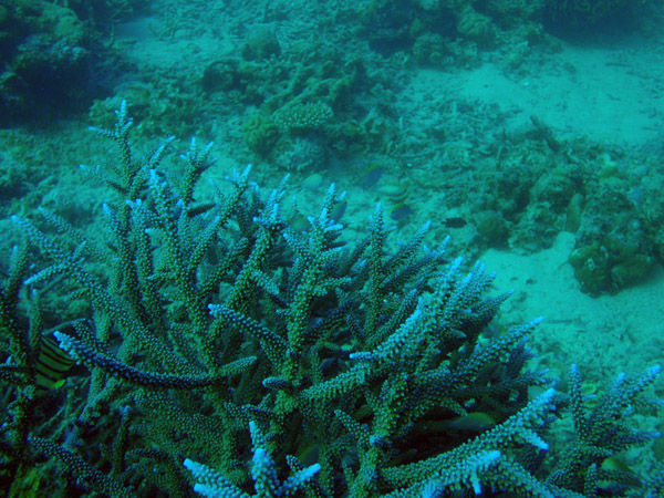 Coral, Seven Islands, Coron Bay