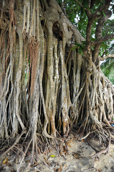 Banyan tree, Ca'alan Beach