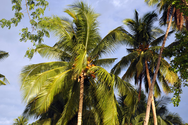 Palms, Corong-Corong