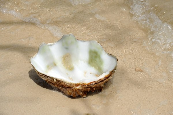 Giant clam shell, Snake Island