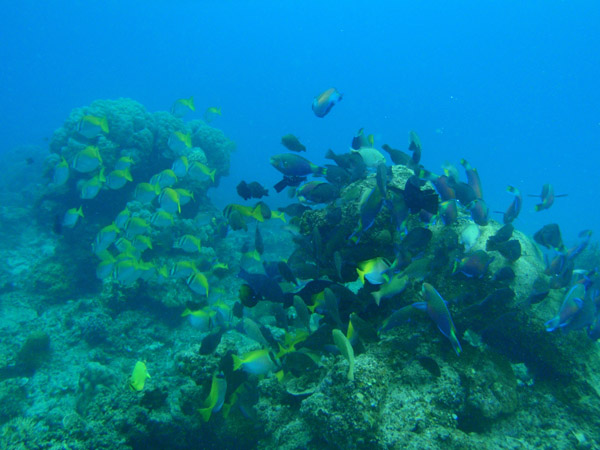 We stopped off Pangulasian Island for some snorkling