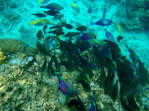 Mixed school of parrotfish, Pangulasian Island