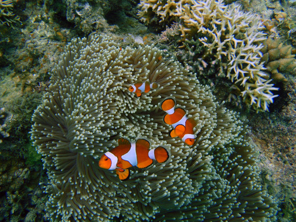 False Clown anemonefish (Amphiprion ocellaris) Pangulasian Island