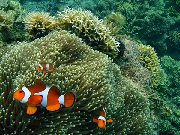 False Clown anemonefish (Amphiprion ocellaris) Pangulasian Island