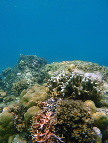 Coral, Pangulasian Island