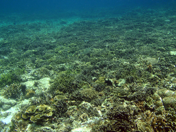 Snorkling the Small Lagoon, Miniloc Island