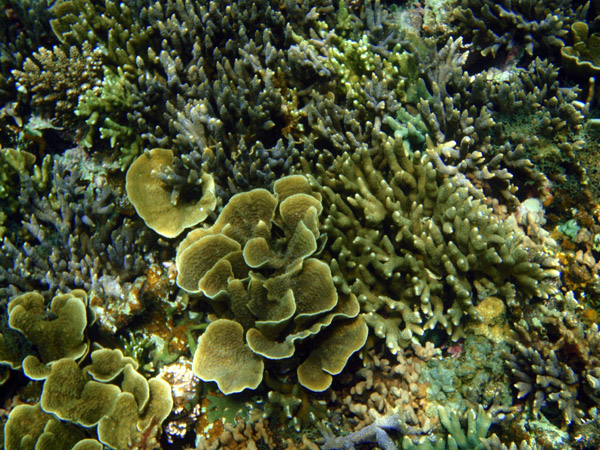 Snorkling the Small Lagoon, Miniloc Island