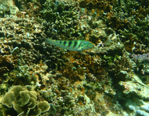 Sixbar wrasse (Thalassoma hardwicke) Small Lagoon, Miniloc Island