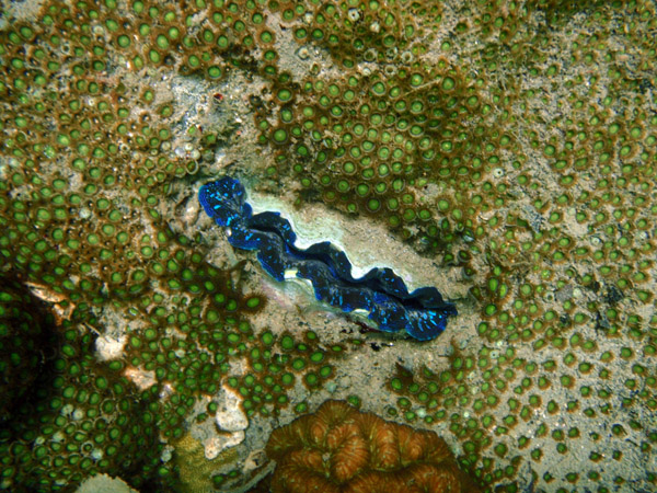 Clam embedded in the reef, Big Lagoon