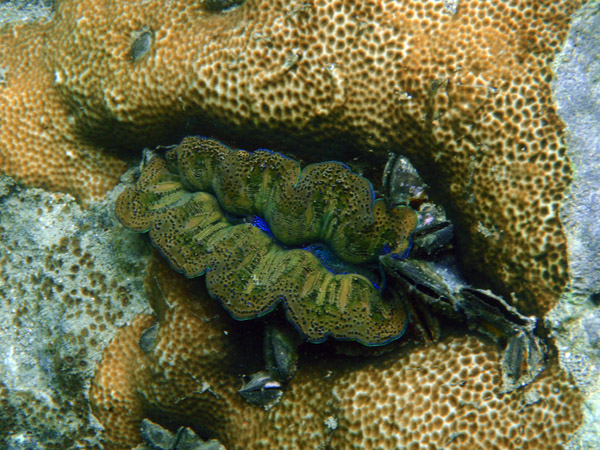 Giant clam (Tridacna crocea) Big Lagoon
