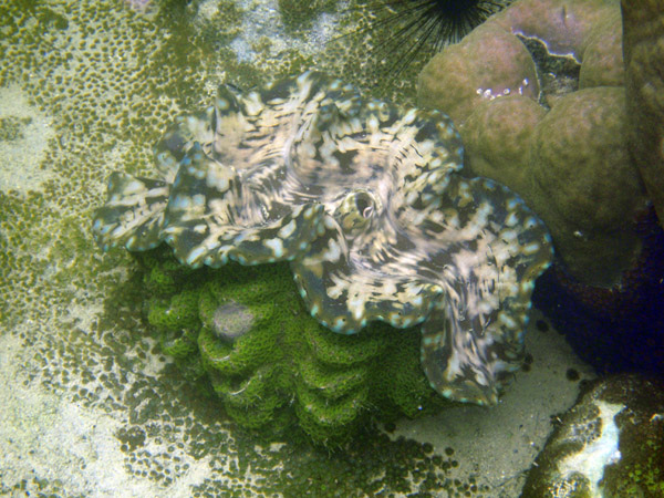 Fluted giant clam (Tridacna squamosa) Big Lagoon