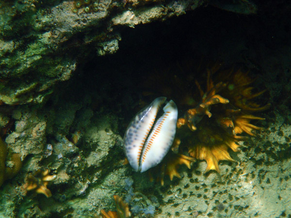 Cowrie (Cypraea histrio)