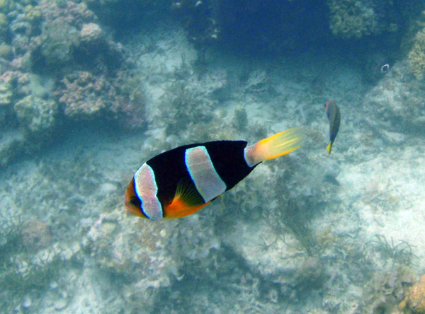 Anemonefish, Palawan