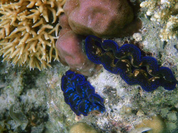 Snorkling El Nido