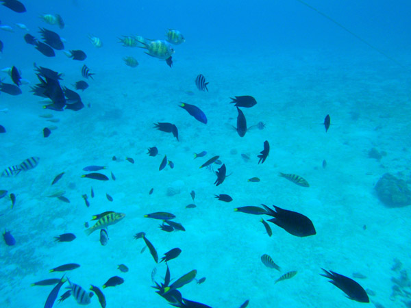 Mixed school of tropical fish, Simisu Island