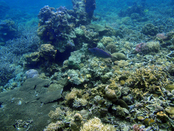Simisu Island's clear water and healthy coral