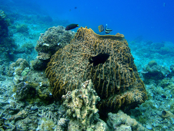 Large barrel sponge, Simisu Island