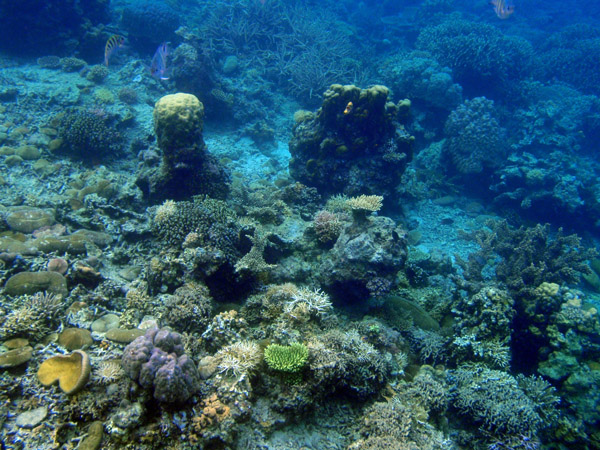 Coral reef, Simisu Island