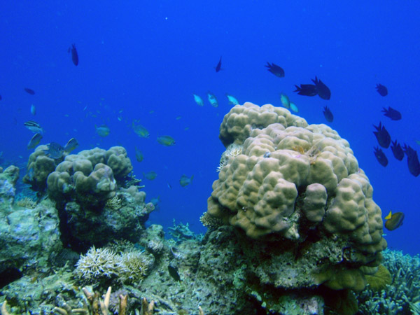 The edge of teh drop-off, Simisu Island