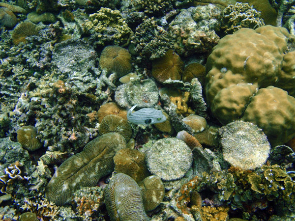 Simisu Island snorkling