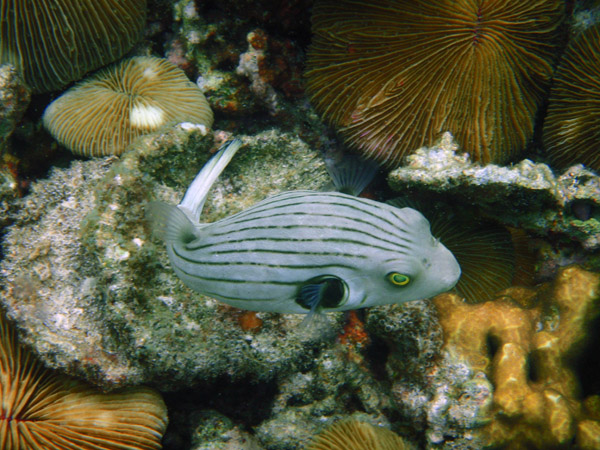 Striped puffer (Arothron manilensis)