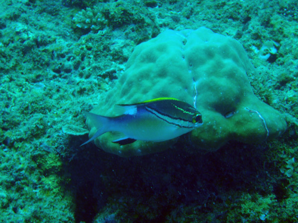 Twoline threadfin bream (Scolpsis bilineatus)