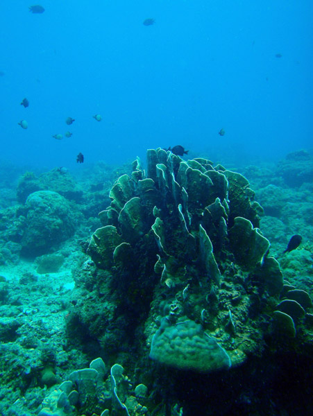 Coral, South Miniloc Channel