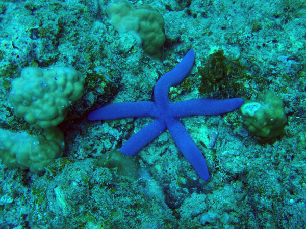 Blue sea star (Linckia laevigata)
