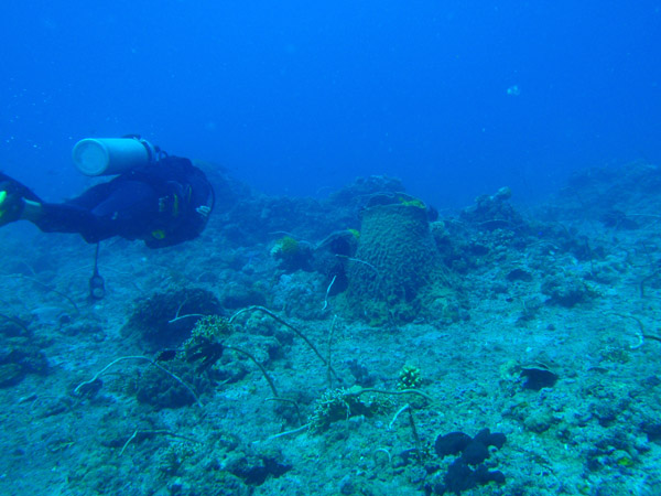 Whip corals and barrel sponges, South Miniloc