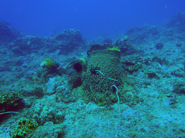 Barrel sponges, South Miniloc Channel