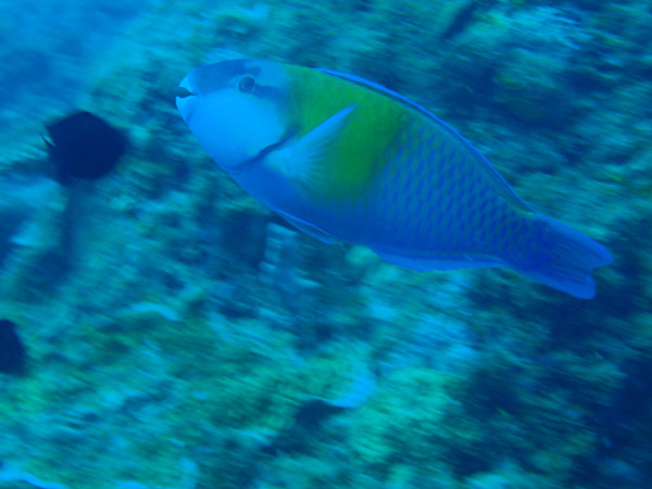 Parrotfish