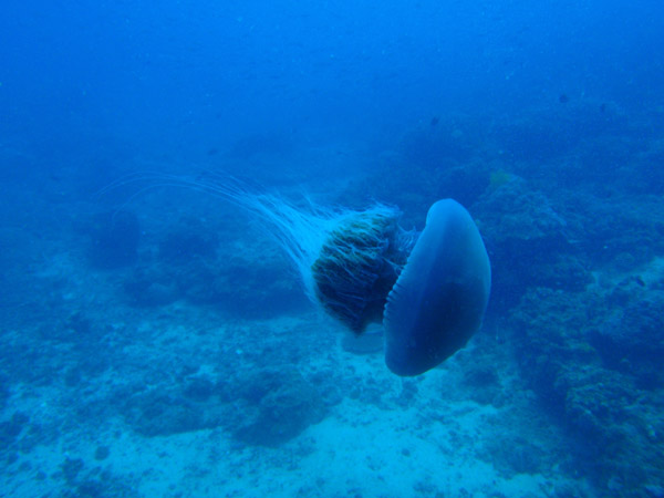 Jellyfish season, South Miniloc Channel