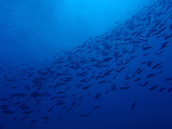 Large school of fusiliers, South Miniloc Channel