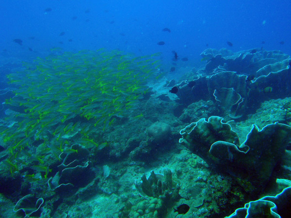 Snapper, South Miniloc Channel