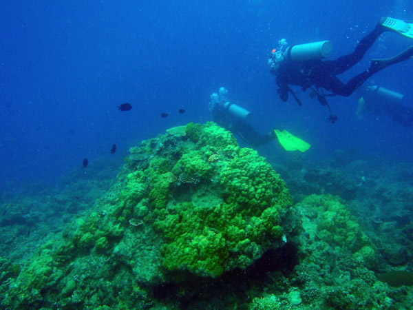 Healthy coral, South Miniloc