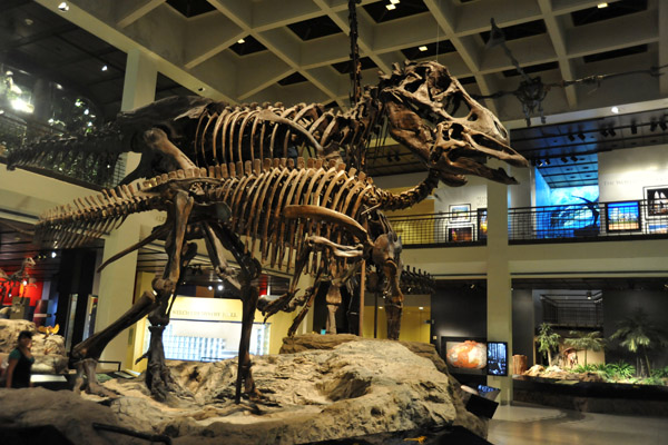 Hadrosaur (Edmontosaurus annectens) and T-Rex