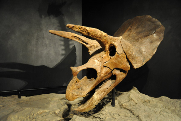 Triceratops