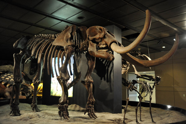 American Mastodon (Mammut americanum)