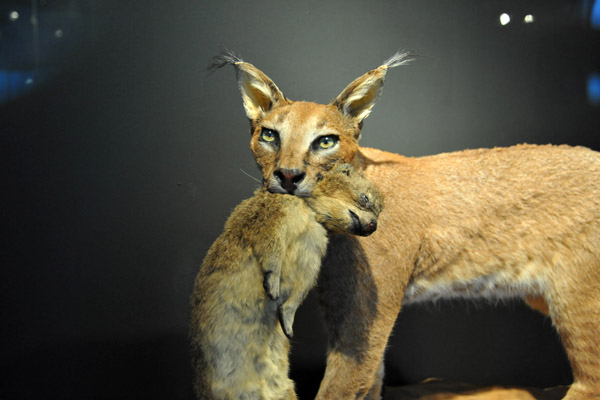 Caracal with prey