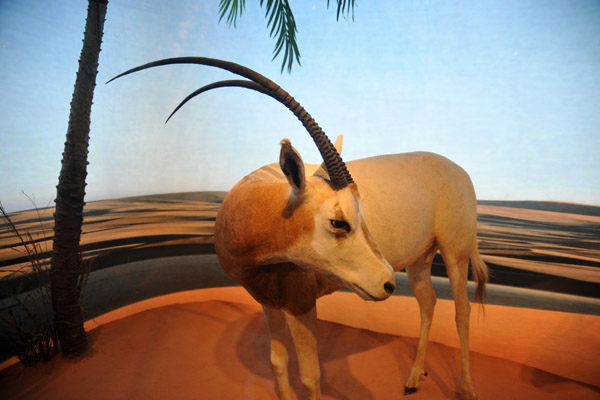 Scimitar-horned Oryx (Oryx dammah)