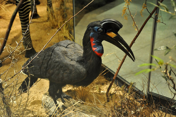 Abyssinian Ground Hornbill (Bucorvus abyssinicus)