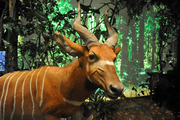 Bongo (Tragelaphus euryceros)