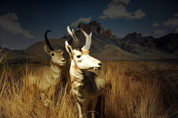 Pronghorn