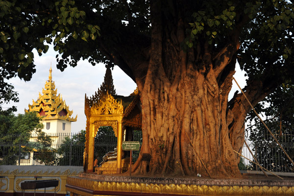 Massive banyan tree in the southeast corner of Shwedagon Paya