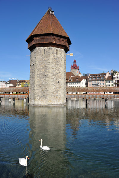 Swans with the Lucern Water Tower