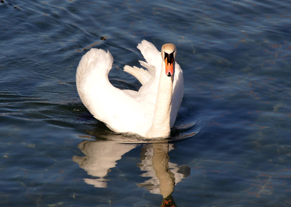 Swan on the Reuss, Lucerne 