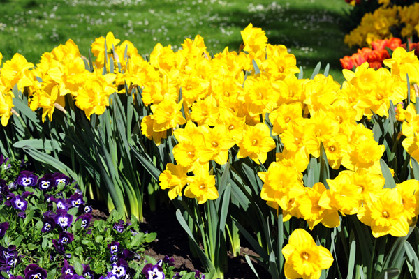 Spring flowers, Aug Musegg, Luzern